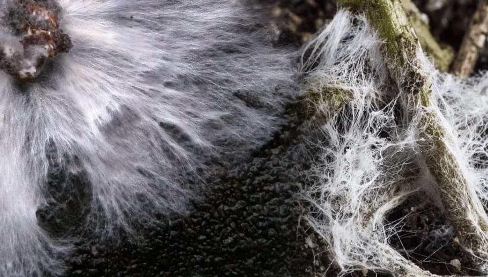 Die Wissenschaft der Mykorrhiza und der Wurzelsymbiose