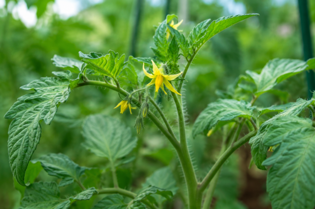 Blütenaktivierung an einer Tomatenpflanze